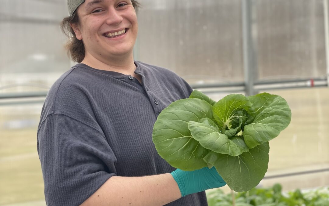 Harrisburg University undergraduate student showing hydroponically grown Bok choy