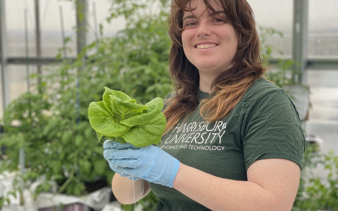 Harrisburg University undergraduate student showing hydroponically grown Bibb lettuce