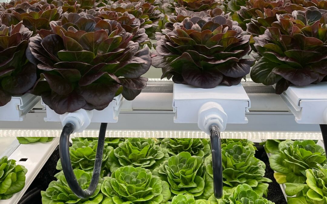Salanova(R) lettuce grown in hydroponic NFT in research greenhouse