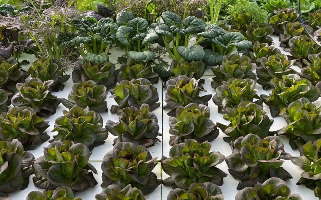 Deep water culture (float bed) full of diverse leafy greens in the research greenhouse