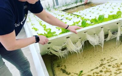 Hydroponic Root System