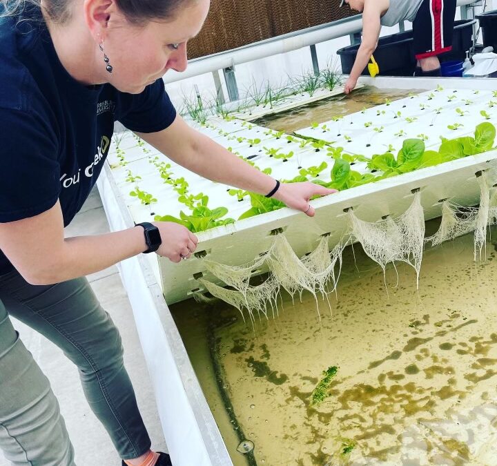 Prof Rachel Fogle of Harrisburg University shows root system of Bibb lettuce grown hydroponically in deep water culture