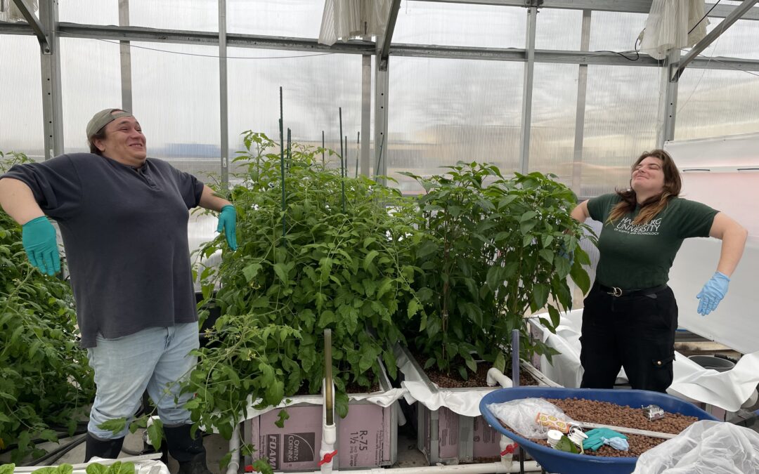 Harrisburg University undergraduate students demonstrating height of tomato and pepper plants grown in hydroponic media beds