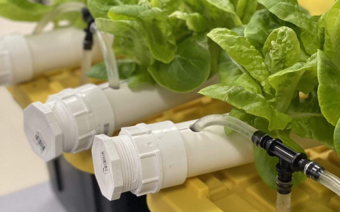 Bibb lettuce grown in small-scale hydroponics system