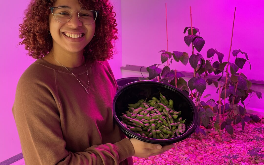 Harrisburg University undergraduate student harvests soybeans grown hydroponically for her research project