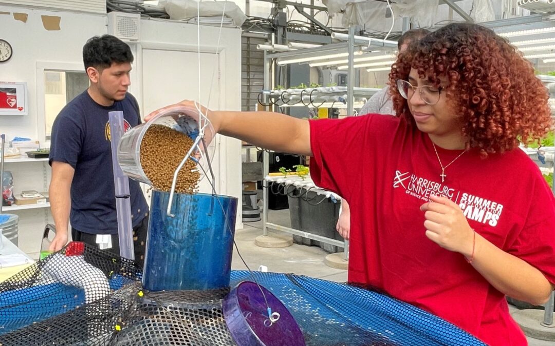 Harrisburg University undergraduate students caring for tilapia at the aquaponics research greenhouse