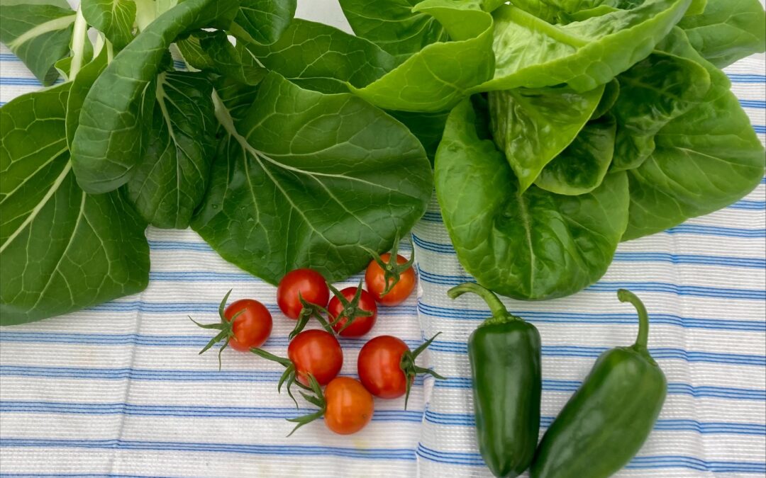 Leafy greens, peppers, and tomatoes grown via hydroponics.