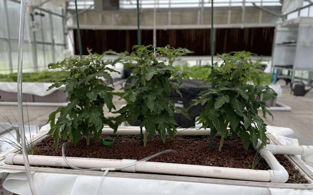Tomatoes grown in hydroponic media beds within Harrisburg University's Research Greenhouse