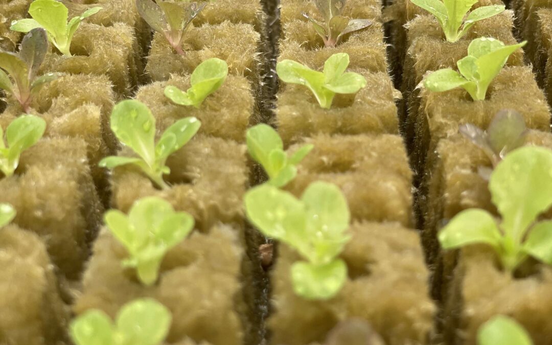 Lettuce seeded out in sheet of rockwool at Harrisburg University's Research Greenhouse